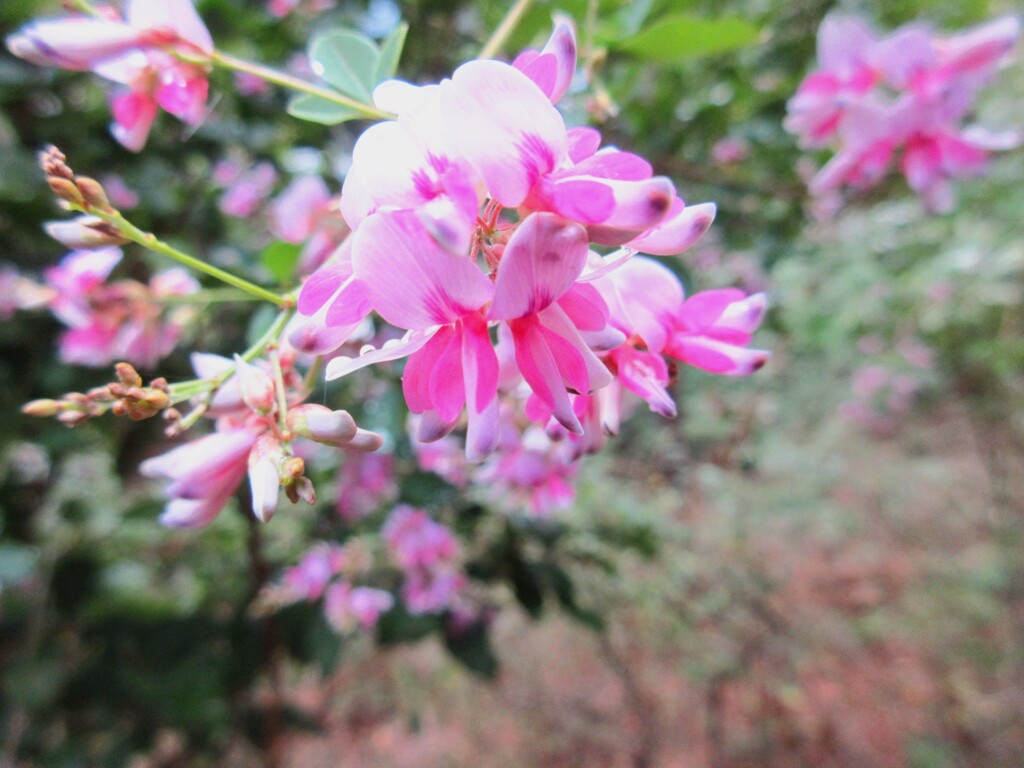 ヤマハギ