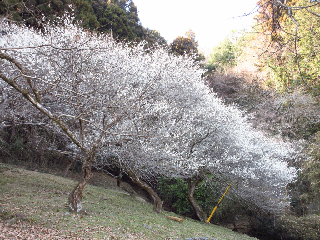 白梅