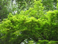 緑もみじ