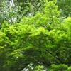 緑もみじ