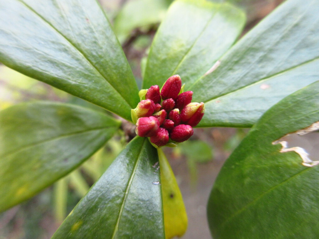 花芽