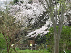 池のほとりで