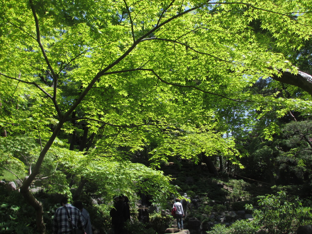 殿ヶ谷戸庭園