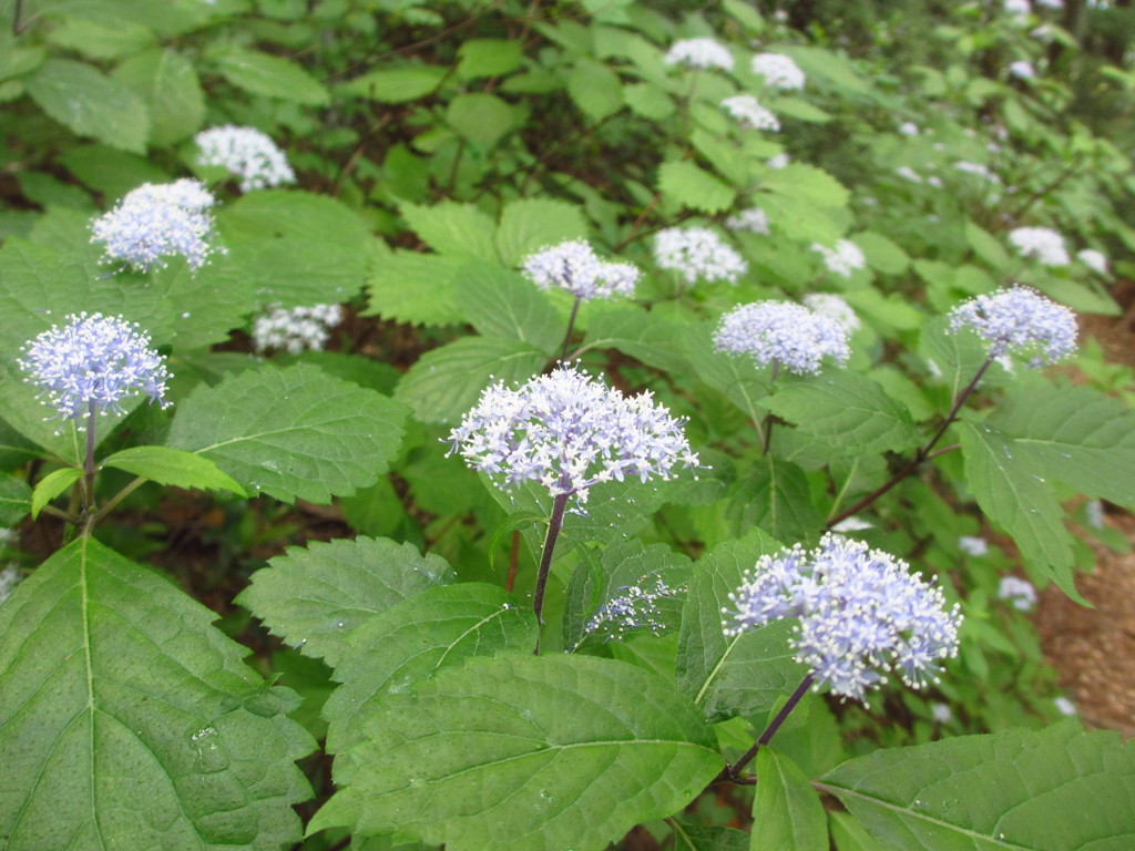 小紫陽花