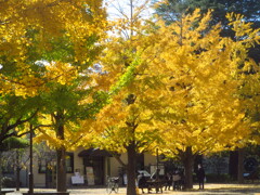銀杏の木の下で