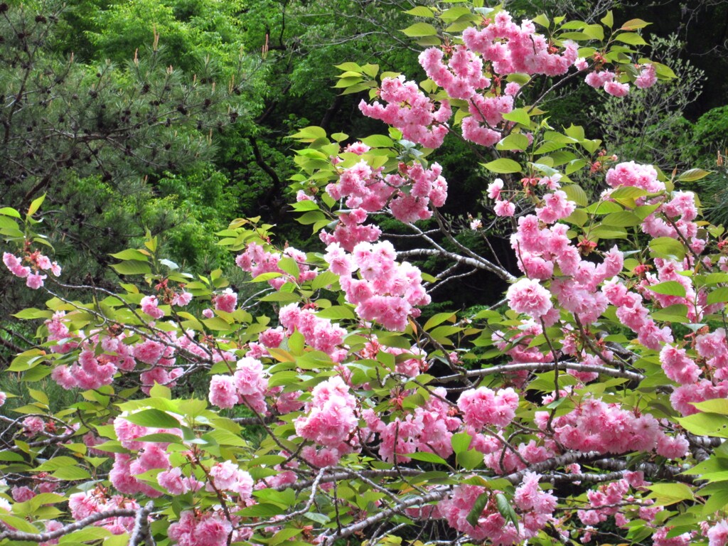 八重桜