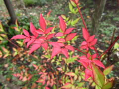 紅葉
