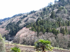春の訪れ