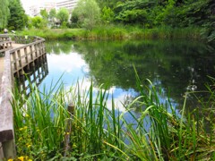 夏の池