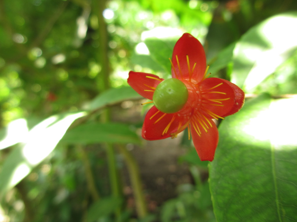 ミッキーマウスの木