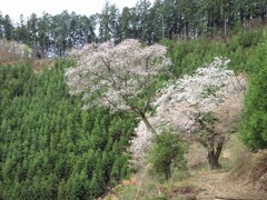 山中の桜