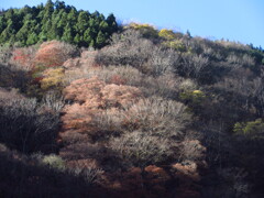 冬の装いへ