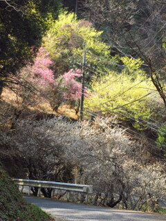 林道にて