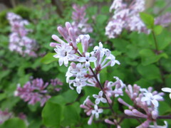 うすピンク色の花