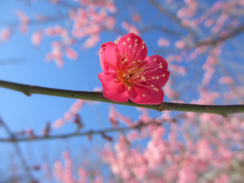 紅梅