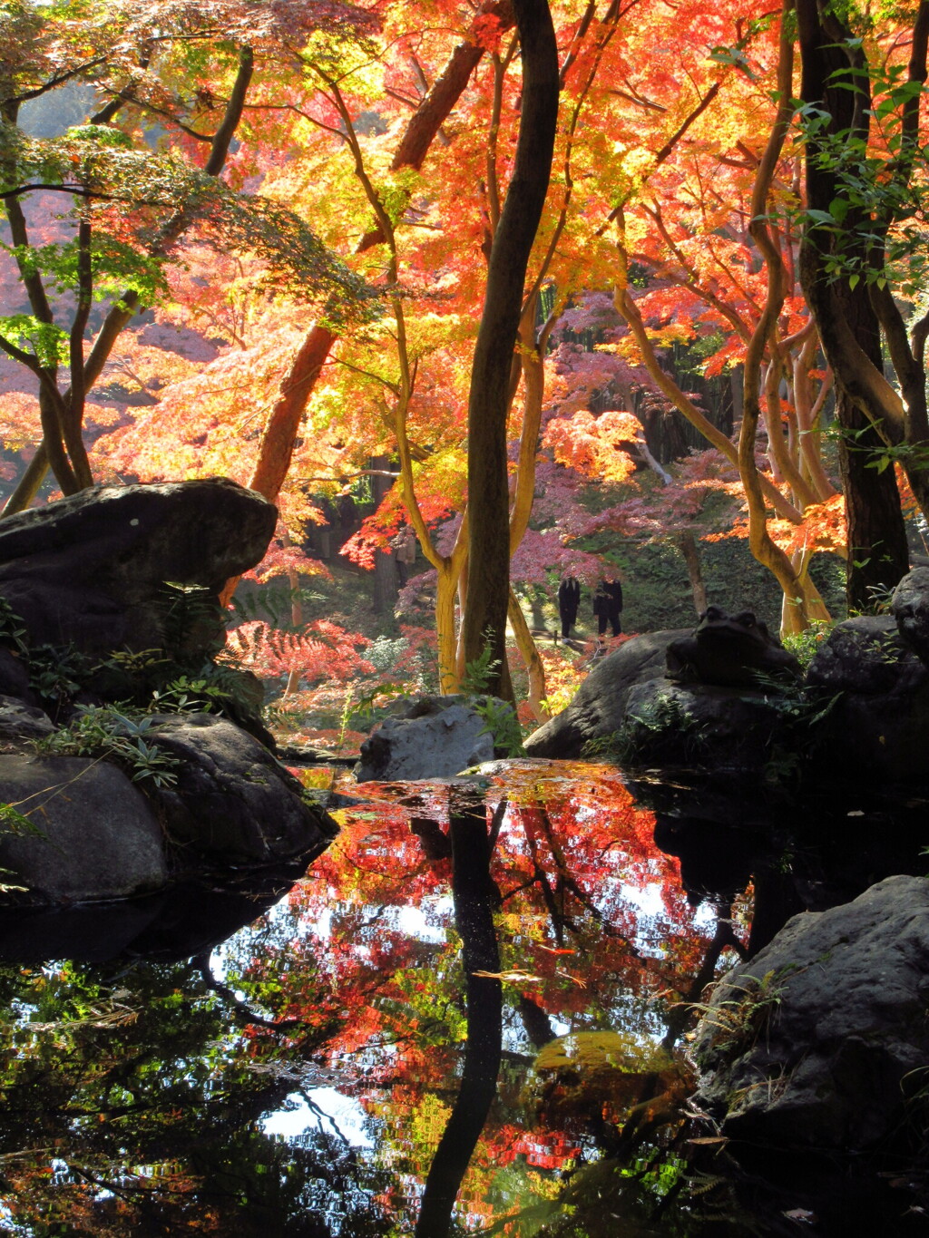 庭園の紅葉