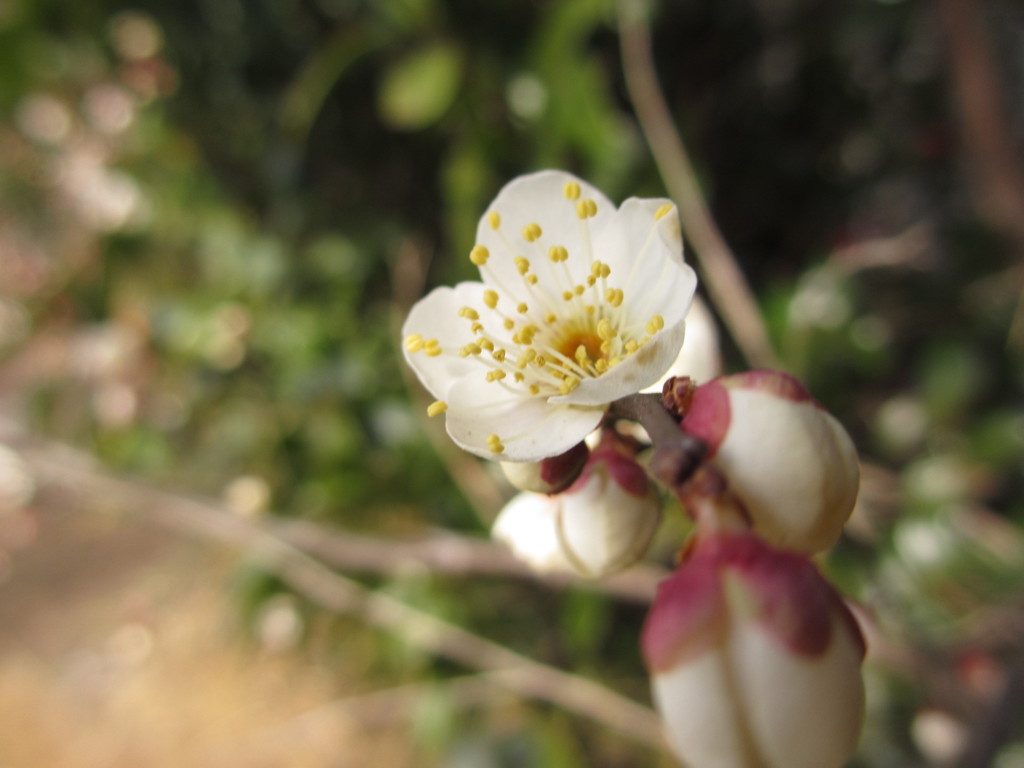 梅の花