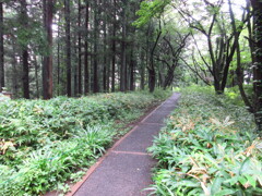 高尾への山道