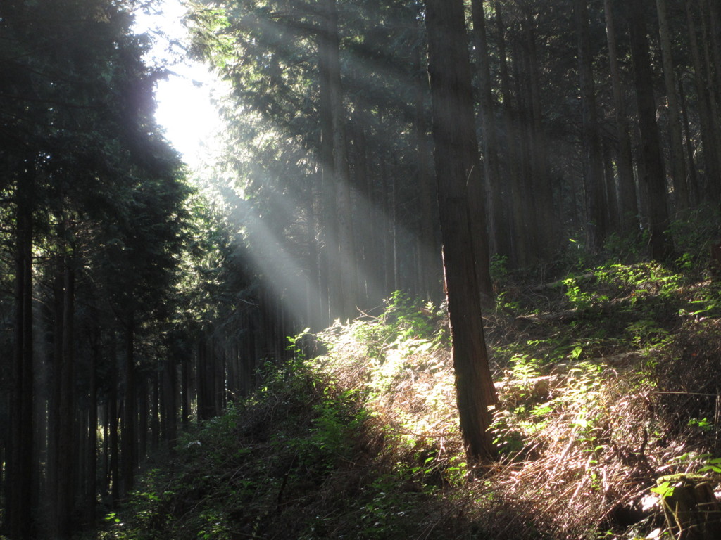 山道にて
