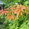 モミジ