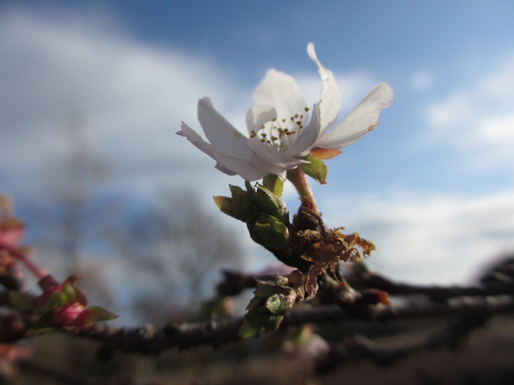 冬桜
