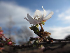 冬桜