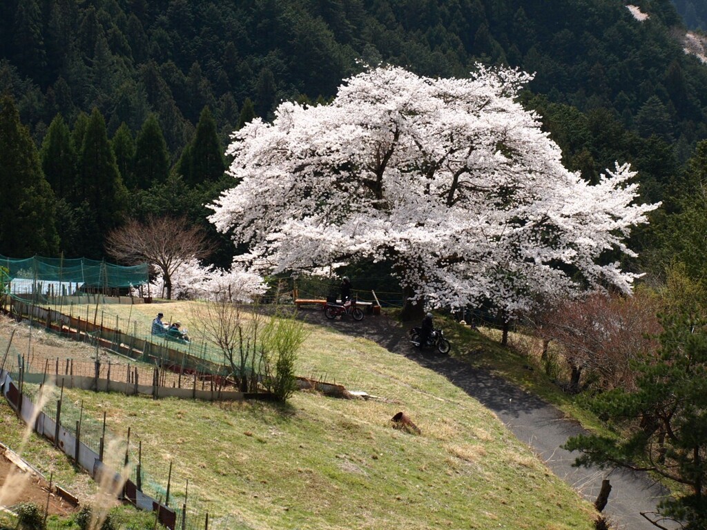 一本桜