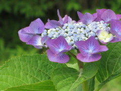 萼紫陽花