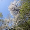ヤマザクラ