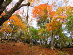 紅葉