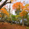 紅葉