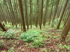 急登