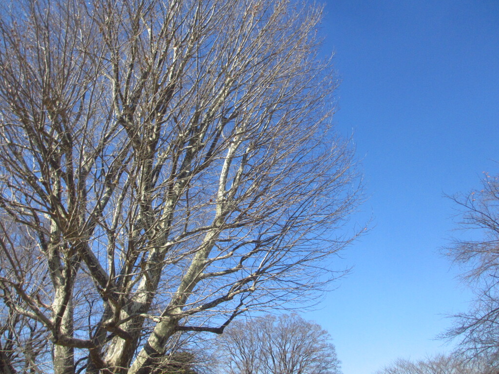 碧空