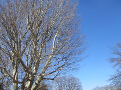 碧空