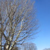 碧空