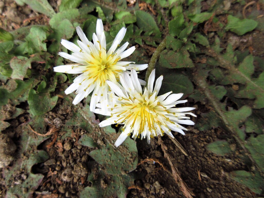 白花タンポポ