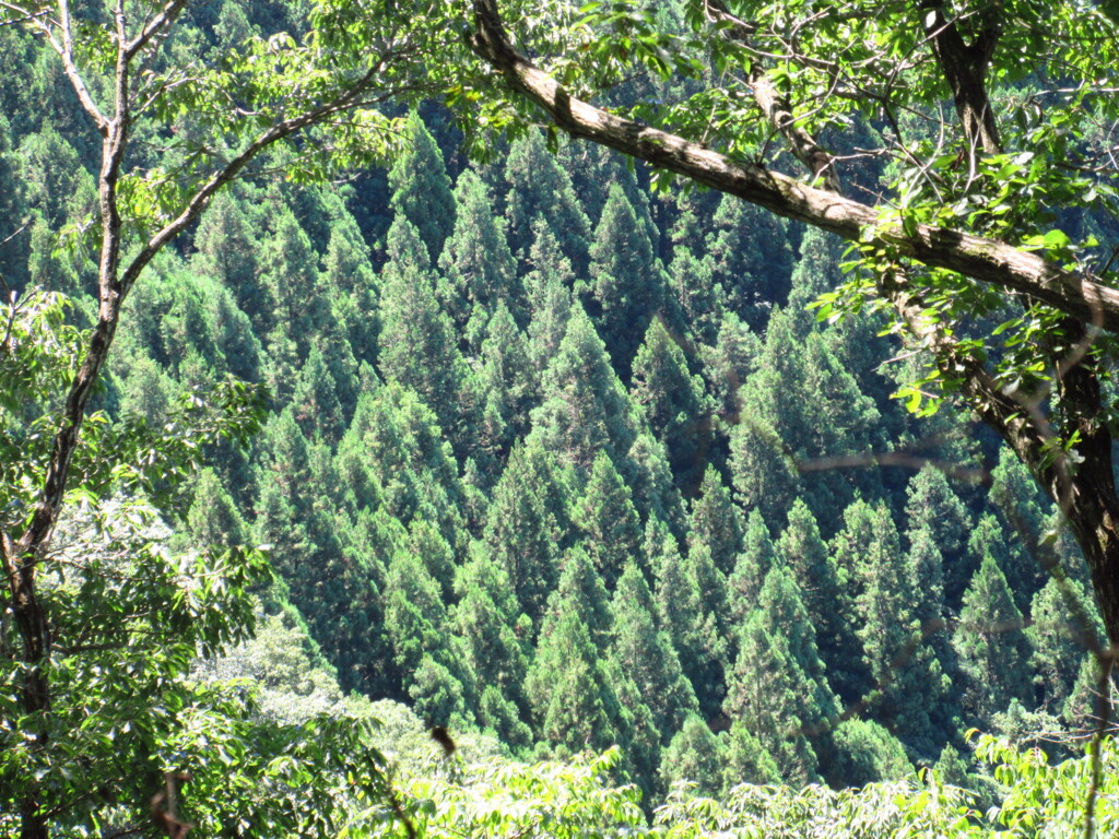 山道から