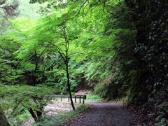 林道にて