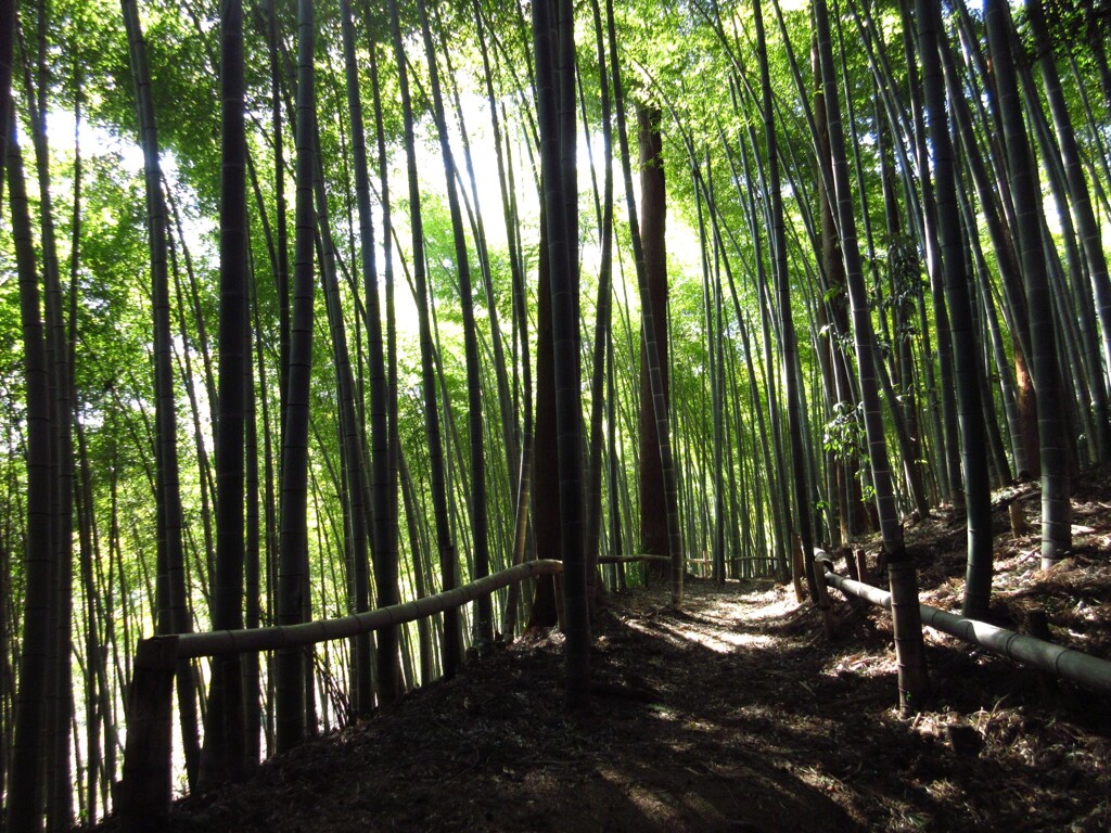 竹林