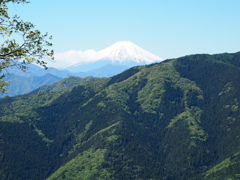 新緑と富士