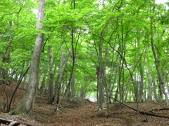 山の新緑