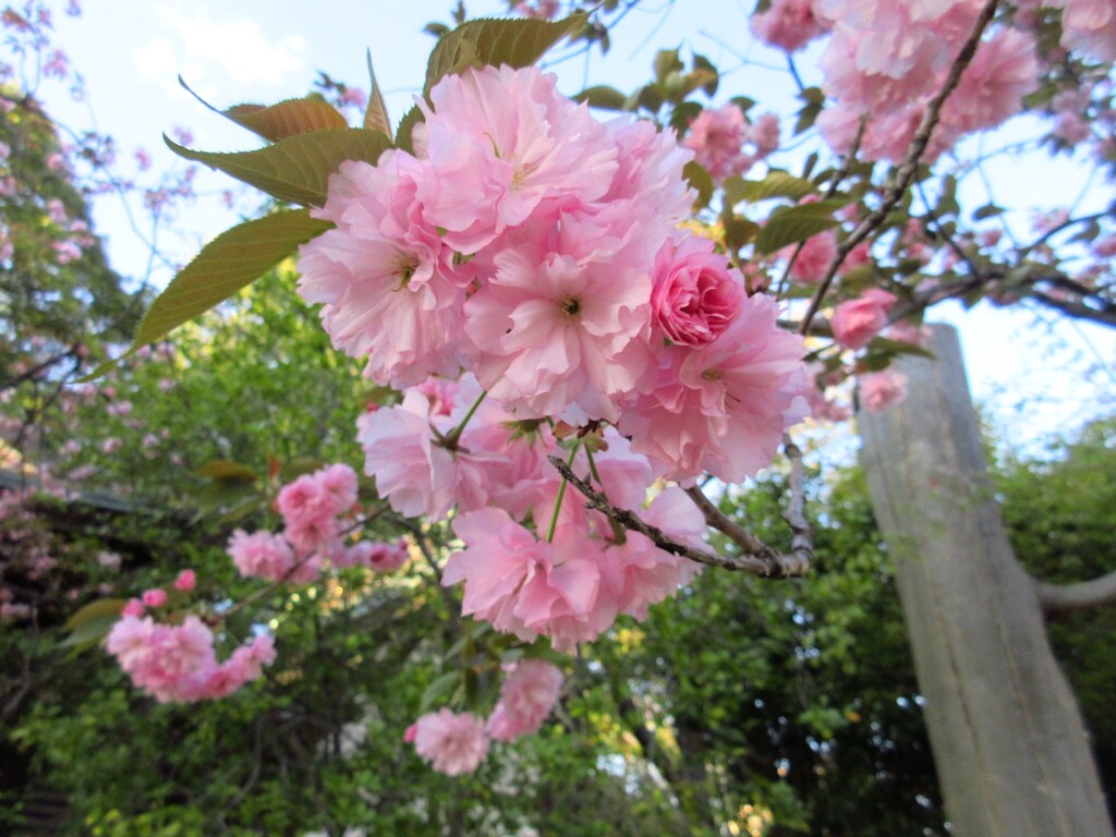 神社の八重桜