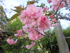 神社の八重桜