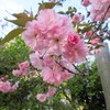 神社の八重桜