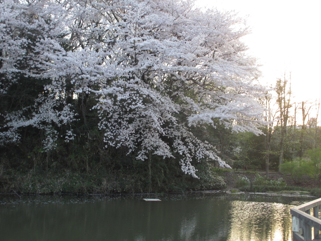 夕暮れの桜