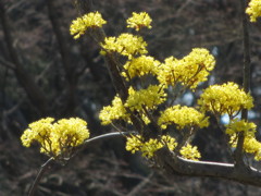 山茱萸（サンシュユ）