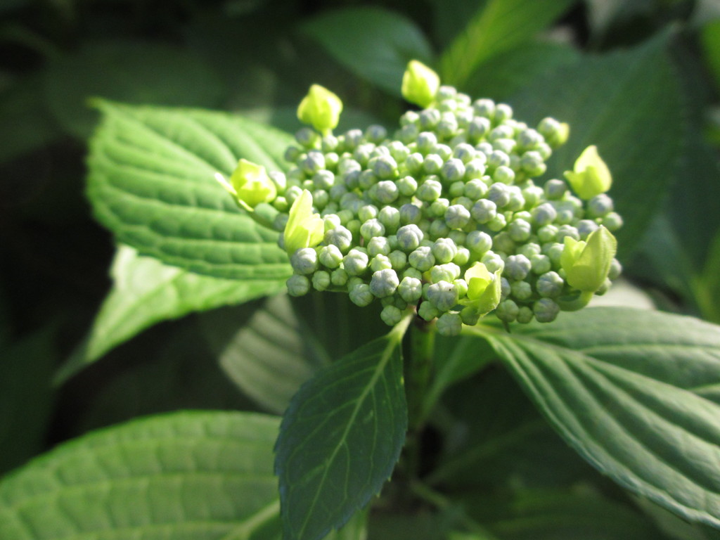 もうすぐ紫陽花
