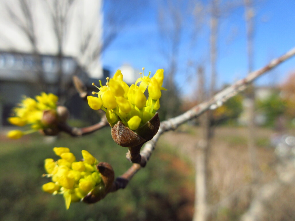 サンシュユの蕾