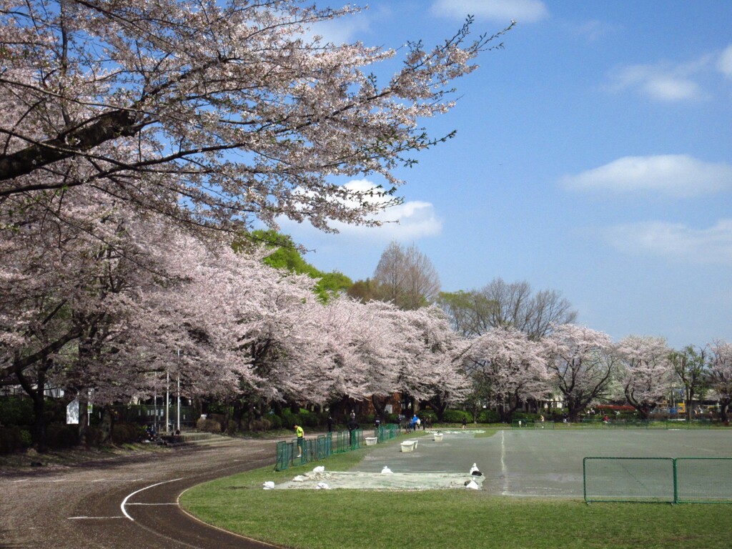 公園の桜