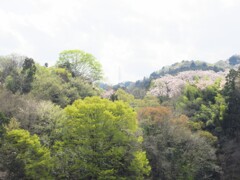 春の里山